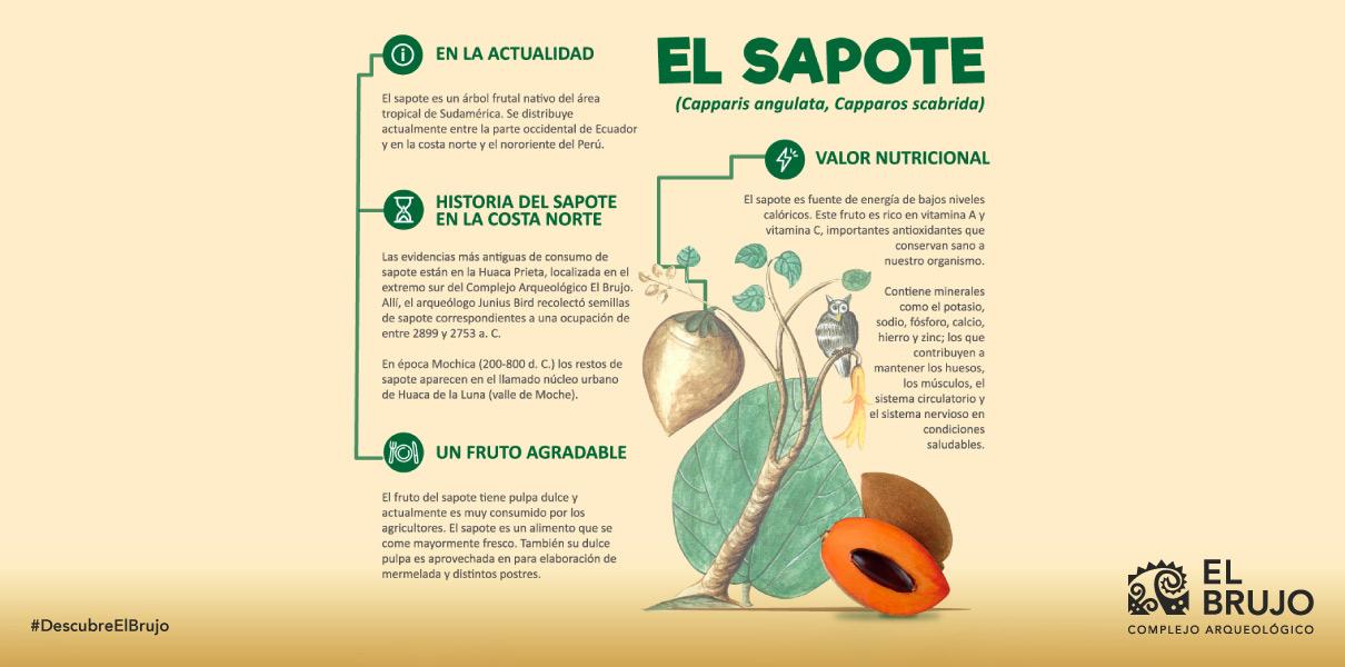 el sapote infografia